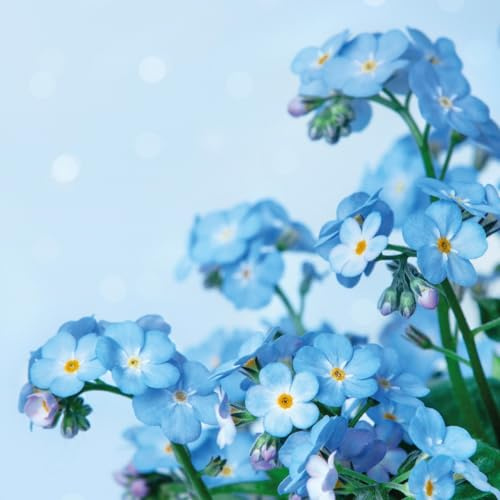 20 Servietten Blumen auf hellblau als Tischdeko. Papierservietten mit Motiv. Auch für Decoupage und Serviettentechnik 33x33cm