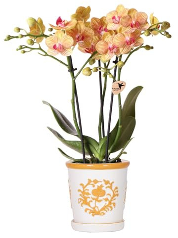 Kolibri Orchids | orange Orchidee Jamaica + Malaga Deko-Topf orange - Topfgröße Ø9cm | blühende Zimmerpflanze - frisch vom Züchter