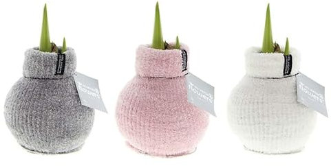 Amaryllis in Wachs Paket Cozy Fluffy | 3 Stück | Amaryllis in Wachs | ohne Gießen | pflegeleicht | lange und majestätische Blüte | Rot | Zimmerpflanze