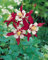 Semi di Fiori Tropicana Teerose