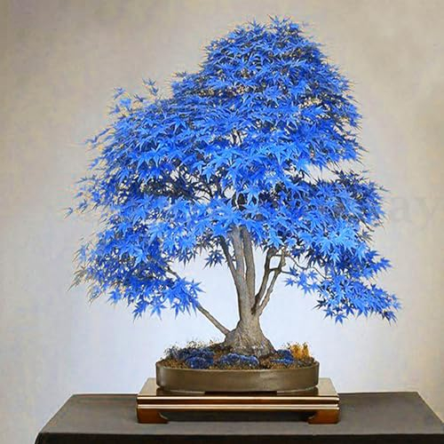 kiskick 100 Stück/Beutel Ahornbaumsamen, attraktive, schöne, charmante Bonsai-blaue Ahornbaumsamen für den Haushalt, einfach zu züchten Ahornbaum-Samen
