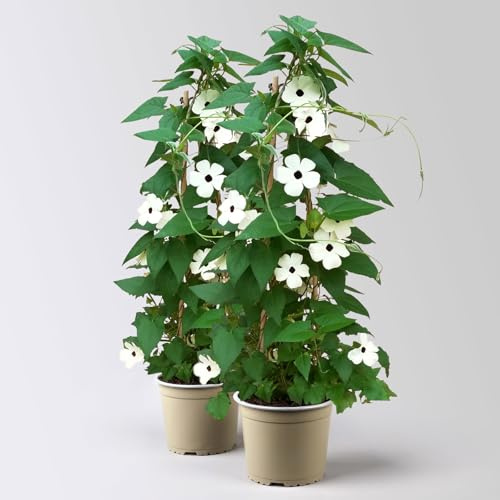 Schwarzäugige Susanne, weiß, Pyramide, Topf-Ø 17 cm, Höhe ca. 60 cm, 2 Pflanzen