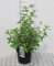 Philadelphus 'Belle Etoile' - Seringat 'Belle Etoile', Jasmin Des Poètes 50-60 cm en pot