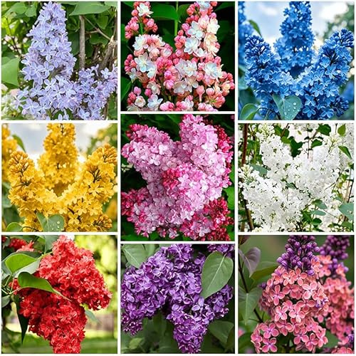 220+ Mix Lilac Flower Seeds for Planting- Fragrant Flowers Flower Perennial Bush Bonsai Plants