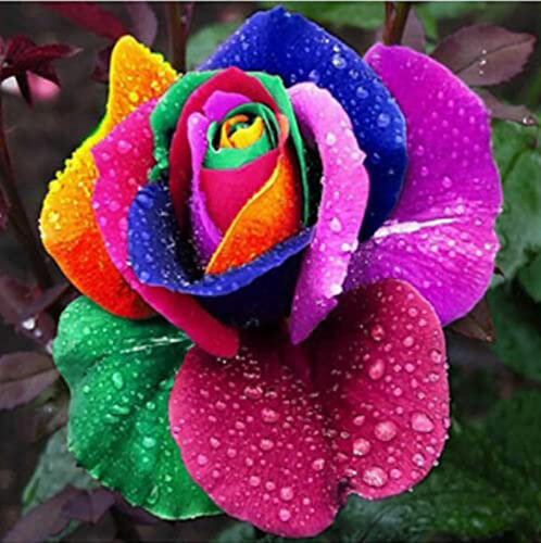 Saterkali Semi di rosa arcobaleno, 100 pezzi/borsa Semi di rosa arcobaleno Piantine di fiori da giardinaggio domestico annuale aromatico per balcone seme di rosa