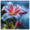 Lilium martagon zwiebeln,Winterharte mehrjährig,Dekorative Blumen,lilien Deko,lilie Riesen,Lilien im topf,Lilie,duft lilien,lilien knollen,lilien zwiebeln winterhart.-4 zwiebeln-N