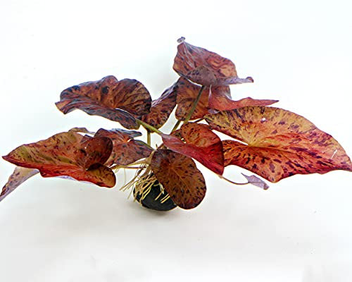 Garnelio - Tigerlotus rot für das Aquarium - Wasserpflanzen - Nymphaea Lotus, Art:3 x Knolle
