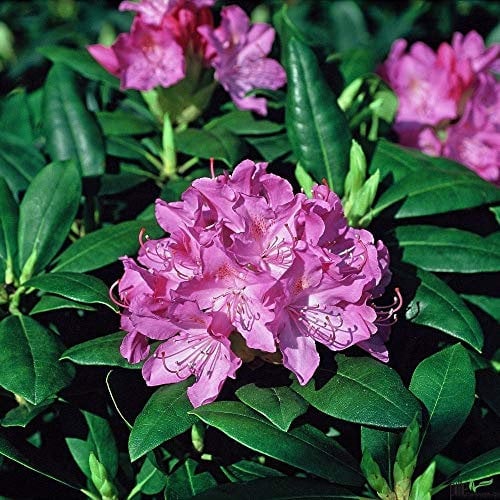 Rhododendron Hybride 30-40 cm Alpenrose Frühlingsblüher verschiedene Sorten (Roseum Elegans)