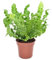 Plant in a Box - Asplenium nidus 'Knusprige Welle' - Nestfarn - Grüne Zimmerfplanze - Topf 12cm - Höhe 25-40cm