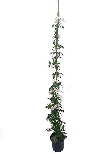 Planta TREPADORA Natural Bignonia JASMINOIDES M20 180CM para Exterior Flores Rosas Y Blancas
