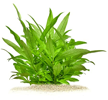 Hygrophila siamensis - Kirschblattpflanze in vitro XL - 8,5cm Bechergröße - Hintergrund Wasserpflanzen für Aquarien