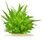 Hygrophila siamensis - Kirschblattpflanze in vitro XL - 8,5cm Bechergröße - Hintergrund Wasserpflanzen für Aquarien