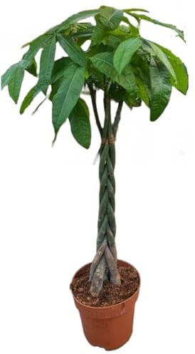 Pachira Aquatica XXL - Glückskastanie, Wunderbaum, Geldbaum geflochtener Stamm TopfØ: 27 cm,Höhe: 150-160 cm