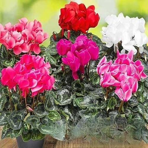 Cyclamen - 5 Seeds + Plant tag + Freebie - Giant Flower Mix - Dwarf - Persian Cyclamen - Container Pot