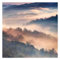 Bilderwelten Fototapete Wald 288 x 288 cm Vlies-Tapete XXL Waldtapete Nebel Sonnenuntergang Smart Wandtapete Wanddekoration Wohnzimmer Schlafzimmer