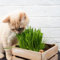 katzen grass samen, katzengras samen schnellwachsende pflanzen katzenfreundlich, balkonpflanzen pflanzensamen bonsai gartenpflanzen cat grass ziergräser grünpflanzen einfacher Anbau 200pcs