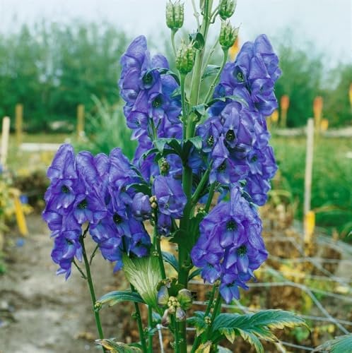 Aconitum carmichaelii 'Arendsii' 9x9 cm Topf – Winterhart, Mehrjährig, Pflegeleicht – Herbst-Eisenhut – Staude für Garten & schattige Beete