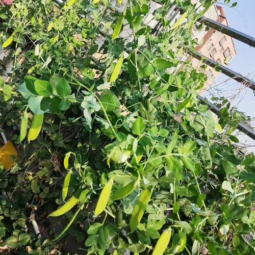 10 pcs zuckerschoten saatgut - winterfeste pflanzen für balkon, samen exotische pflanzen samen pflanzensamen balkon gemüse, gemüsesamen geschenke garten balkon pflanze dachbegrünung