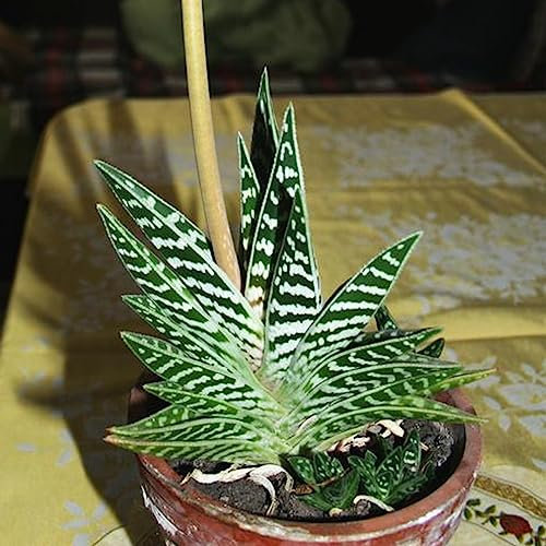 Tiger Aloe Variegata Tropical Succulent House Plant Seeds - 10 Rare Seeds