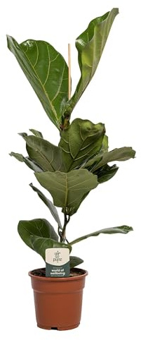Ficus Lyrata - 50-60cm - Ø17cm - Zimmerpflanze - Immergrün