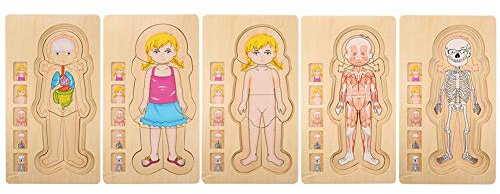 Zerodis Menschliche Körper Struktur Puzzlespielzeug hölzerner Ziegelstein Frühes Pädagogisches Ungiftiges Umweltfreundliches Baby Ziegelstein Spielzeug(Mädchen)