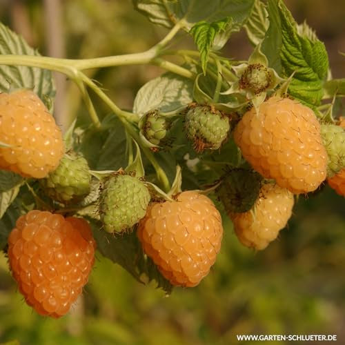 Herbsthimbeere 'Autumn Amber' - fast dornenlos, besonderes Aroma, winterhart