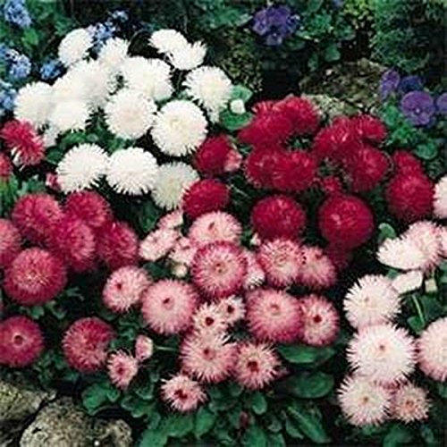 Bellis- (pâquerette) (Bellis perennis super Enorma) Mix Colors- 100 graines