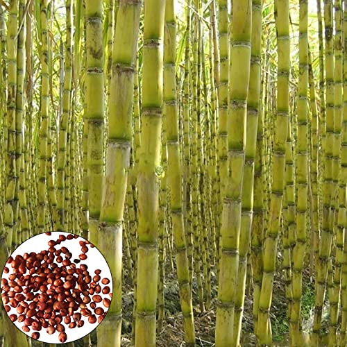 Semillas de caña, 200 piezas Semillas de caña Productivas Comestibles Nutritivas Crecimiento rápido Semillas de caña de azúcar sabrosas para plantar, Atrae abejas - Verde