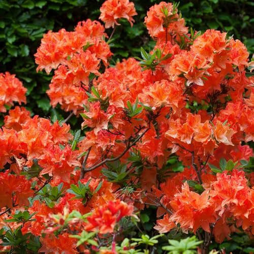 YouGarden - Azalea Japonica Orange Three Established Plants in 9cm Pots