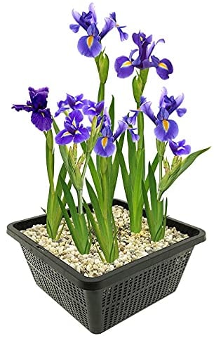 vdvelde.com - Blaue Lis - 4 Stück - 1 Teichkorb - Sumpf schwertlilie Kaempferi Blue - - Sumpfpflanze- Ausgewachsene Höhe: 80 cm- Platzierung: -1 bis -10 cm