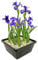 vdvelde.com - Blaue Lis - 4 Stück - 1 Teichkorb - Sumpf schwertlilie Kaempferi Blue - - Sumpfpflanze- Ausgewachsene Höhe: 80 cm- Platzierung: -1 bis -10 cm
