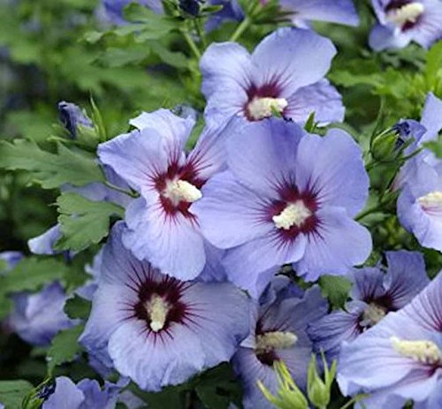Garteneibisch Ultramarie 80-100cm - Hibiscus - lebende Gartenpflanze aus den Baumschulen