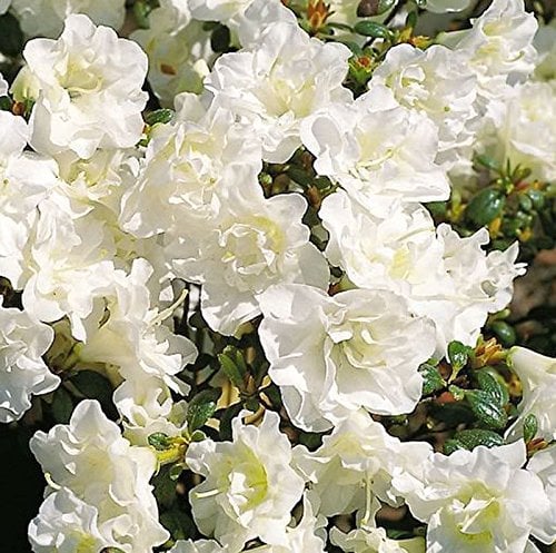 Japanische Azalee Schneeperle® 25-30cm - Rhododendron obtusum - Zwerg Alpenrose - lebende Gartenpflanze aus den Baumschulen