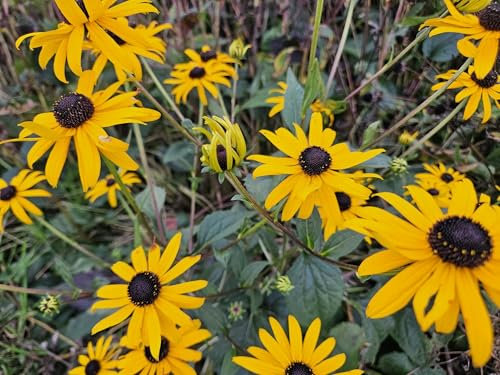Leuchtender Sonnenhut - Rudbeckia fulgida 'Goldsturm' - 10-25cm - Ø9cm - 12 Stück