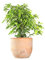 Ficus Benjamin pianta vera, ficus albero vero | con Vaso artigianale FLOB Ø 12| Altezza 30-35 cm | piante da interno| Flob flower Terracotta