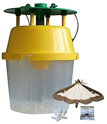 Box Tree Moth Bucket Trap