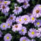 6 x Glattblatt Aster 'Marie Ballard' - Aster Novi Belgii 'Marie Ballard' Topf 9x9cm: Violette Blüten, winterhart, bienenfreundlich.