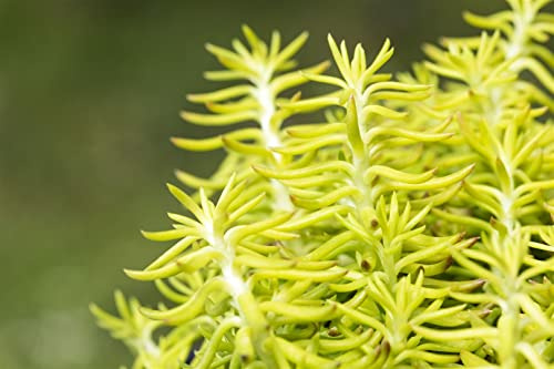 Sedum reflexum 9x9 cm Topf – Winterhart, Immergrün, Pflegeleicht – Tripmadam – Bodendecker für Steingarten & Dachbegrünung