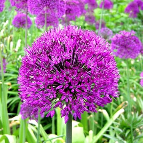 Gardeners Dream Allium Zwiebeln Hollandicum 'Purple Sensation' (100 Stk.) - Allium Zierlauch Zwiebeln - Stauden Winterhart Mehrjährig - Winterharte Kübelpflanzen, Garten Pflanzen & Balkon Pflanzen