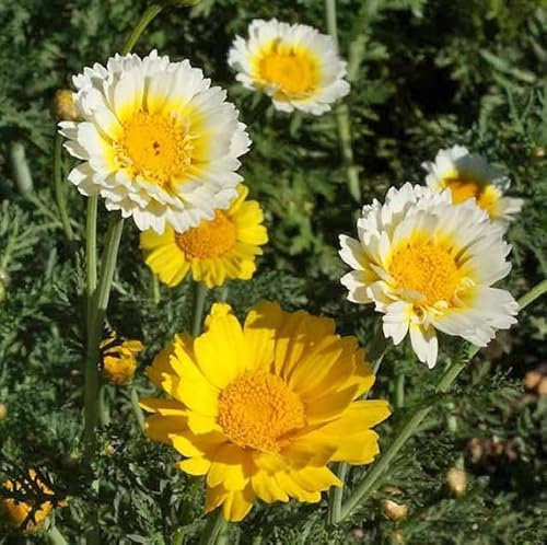 100 Graines Semences - Chrysanthème Couronnée - chrysanthemum coronarium - 101