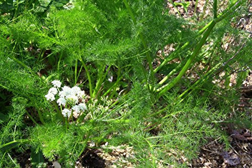 Bärwurz, Echter - 40 Samen