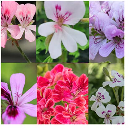 6 Mixed Scented Geranium Plants in 9cm pots - Stunning Flowers with Scented Foliage Geraniums Perfect for Your Garden, Patio, Balcony.