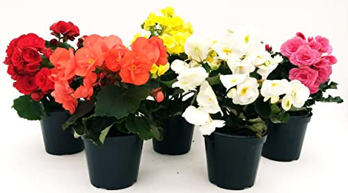 POWERS TO FLOWERS - BEGONIA SET 5 COLORI, VASO 14 CM DIAMETRO, piante vere