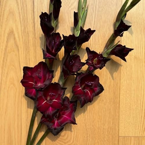 gladiolen zwiebeln kaufen - pflanzen für draußen winterhart herbstpflanzen winterhart pflanzgarten selten schnittblumen sommerblumen zimmerpflanze blumenzwiebeln frühblüher starke 8pcs