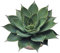 Myoshome - Plantas Naturales Decorativas, Agave Attenuata 50 cm Diámetro Maceta Plástico, Plantas Naturales Interior y Exterior, Planta Natural Grande Estilo Cactus. Agave Attenuata.