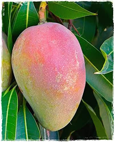 Mango-Pflanze 'Zeit' Indikator Indikator Pflanze - im Topf Ø 18 cm - H. 100/120 cm