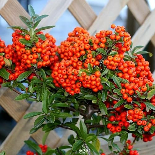Pyracantha coccinea 20 PCS Fresh Seeds, Scarlet firethorn, Red firethorn, Burning Bush Seeds, Red Berries, Ornamental Privacy Shrub