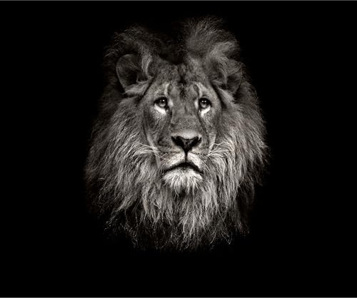 decomonkey - Papier Peint Panoramique Lion 150x105 cm - Décoration murale moderne – Tapisserie décorative pour chambre salon - Art mural unique design tendance