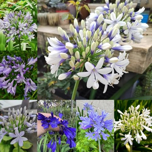 50 piezas Semillas de Agapanto - Agapanthus africanus macizo de flores, plantas de jardín de rocas resistentes Semillas de lirio africano flores semillas, plantas semillas de flores