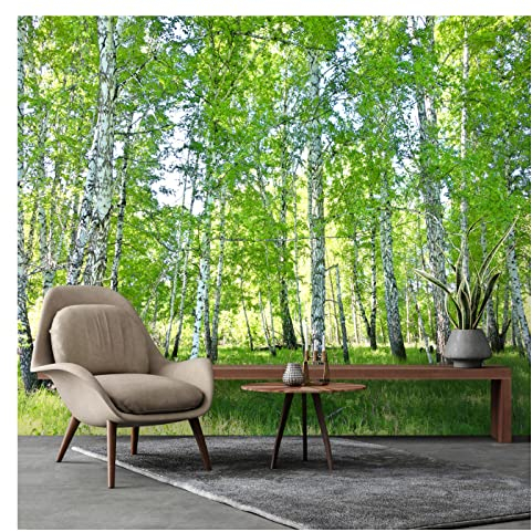 Fototapete Birkenwald Wald Sonne Bäume Gräser Landschaft 400x280 cm Fototapeten Wohnzimmer Schlafzimmer Motivtapeten Vlies Tapete UV-Beständig Inklusive Kleister Montagefertig